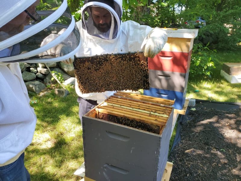 Beekeeping at Labrie Farm